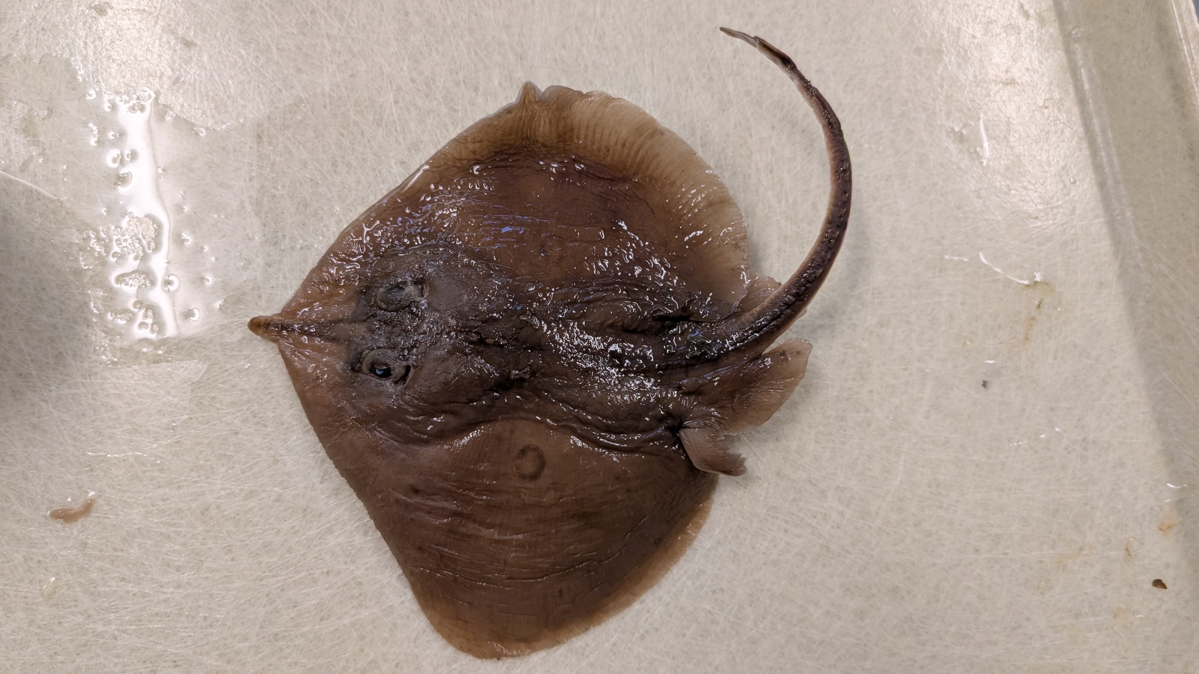 <p>longnose skate</p><p>looks very similar to california skate except for a longer nose, black spots on the ventral side, and fewer spots on the dorsal side</p>