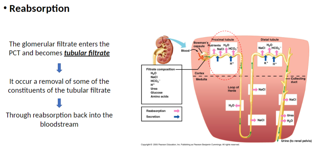 <p><strong>Process</strong><br> <strong>Glomerular filtrate</strong> enters <strong>proximal convoluted tubule (PCT)</strong> → becomes <strong>tubular filtrate</strong><br> Some <strong>substances</strong> in <strong>tubular filtrate</strong> <strong>removed</strong> and <strong>reabsorbed</strong> into <strong>bloodstream</strong></p><p><strong>Key Concept</strong><br> <strong>Reabsorption</strong> recovers <strong>water, ions, nutrients</strong> from filtrate<br> <strong>Wastes</strong> remain in <strong>tubular fluid</strong> for excretion</p>