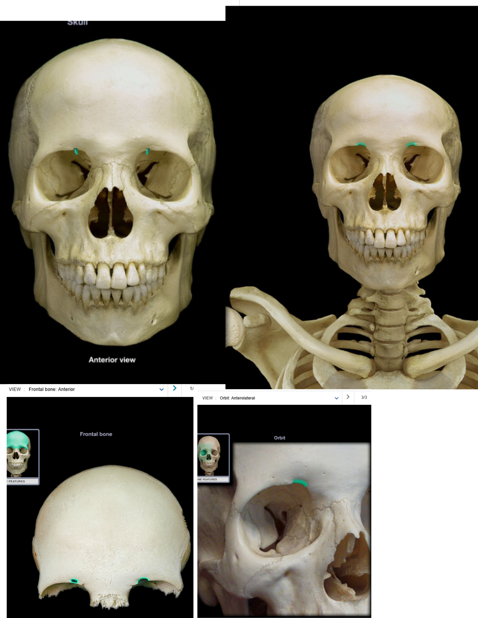 knowt flashcard image