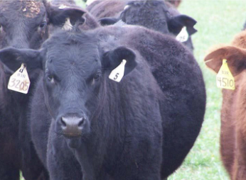 <ul><li><p>Inability to release fermentation gases</p></li><li><p>Occurs in ruminants consuming fresh, immature legumes</p></li><li><p>Caused by high concentrations of soluble protein that results in the formation of foam in the rumen</p><ul><li><p>inhibits eructation</p></li><li><p>can result on death</p></li></ul></li></ul><p></p>