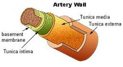 <p>tunica interna, tunica media, tunica externa (deep to superficial)</p>