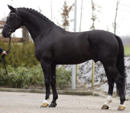 <p>welk type paard is dit</p>
