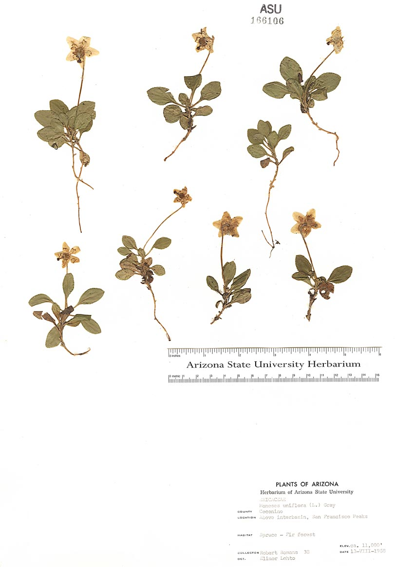 <p>Single delight </p><p>Ericaceae </p><p>One flower/season</p><p>Basal rosette of leaves, single stalk, blueberry family, giant ovary in flower with stigma and style </p>