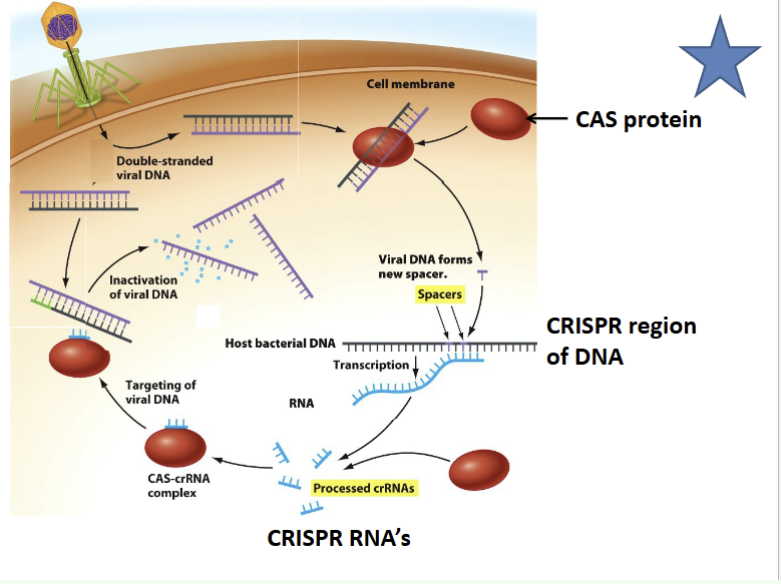 <p>bacterial immune system </p><p> Host cleaves phage DNA, inserts fragment into chromosome as a “spacer”</p><p> Phage re-infectionCRISPR sequences transcribed; crRNAs target phage DNA</p>