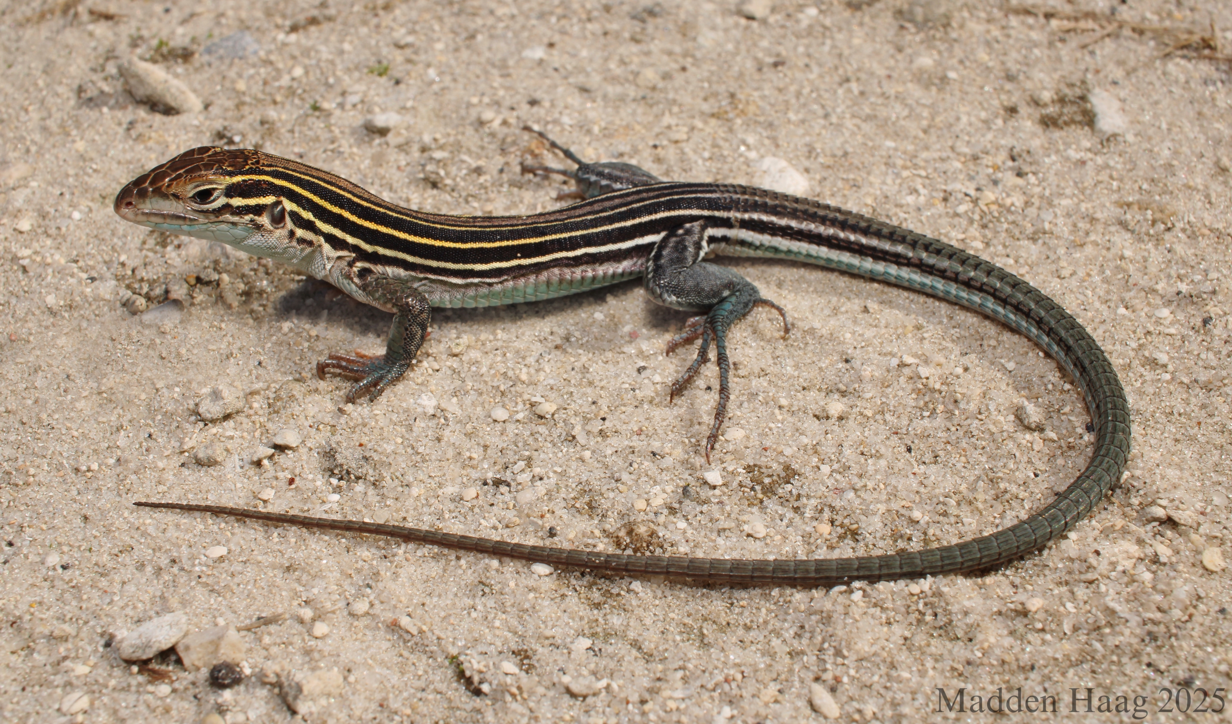 <p>Cnemidophorus sexlineatus</p><ul><li><p>Family Teiidae</p></li><li><p>Suborder Lacertilia (Sauria)</p></li><li><p>Order Squamata</p></li><li><p>Subclass Lepidosauria</p></li></ul><p></p>