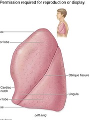 <p>2 lobes, to make room for the heart</p>