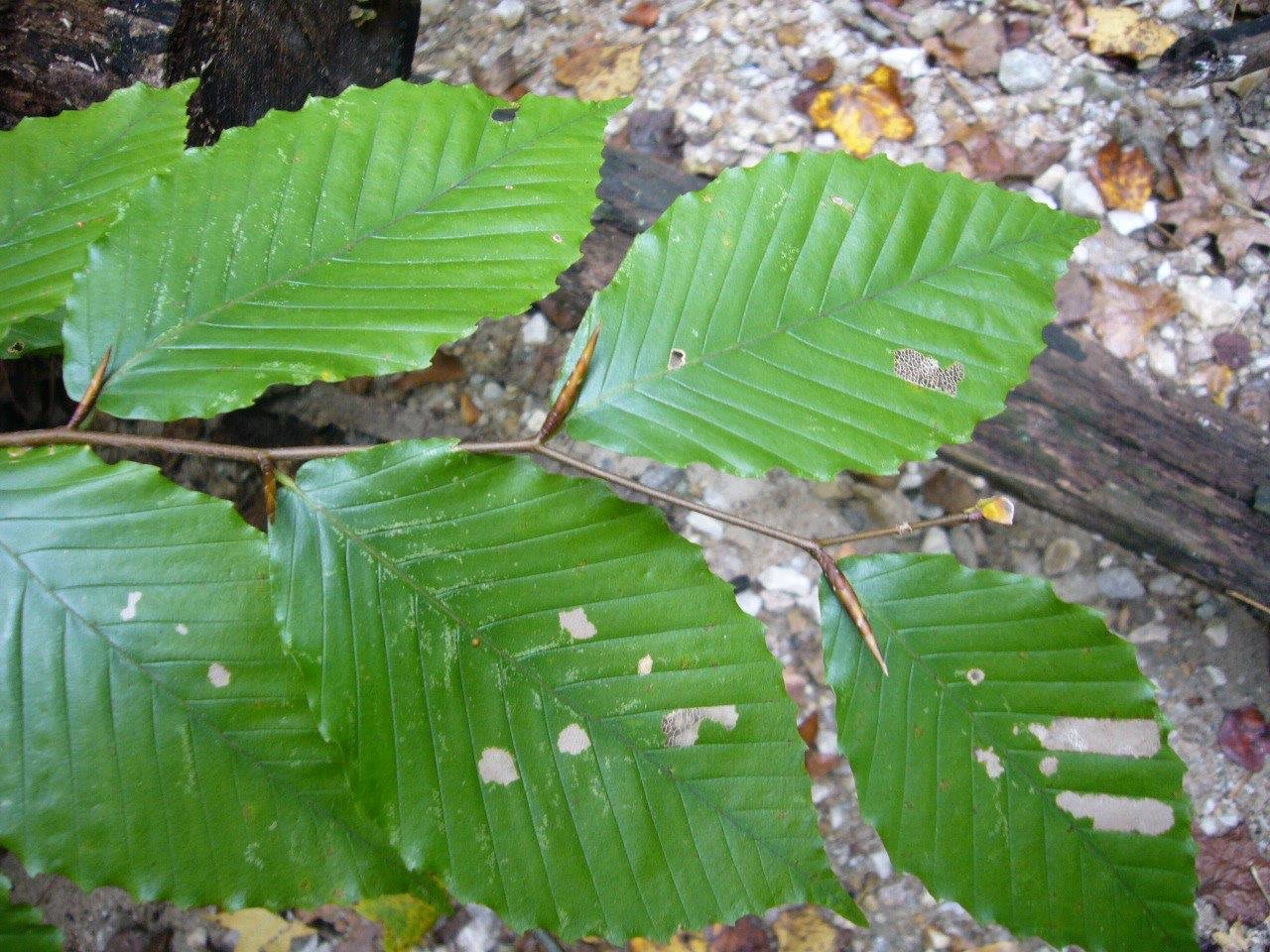 <p>Bark: Grey elephant skin bark, zigzag twigs</p><p>Leaf: Ovular with sharp serrations, tan dead leaves stay on the tree through winter</p><p>Fruit: pair of nuts in spiny husk, edible</p>