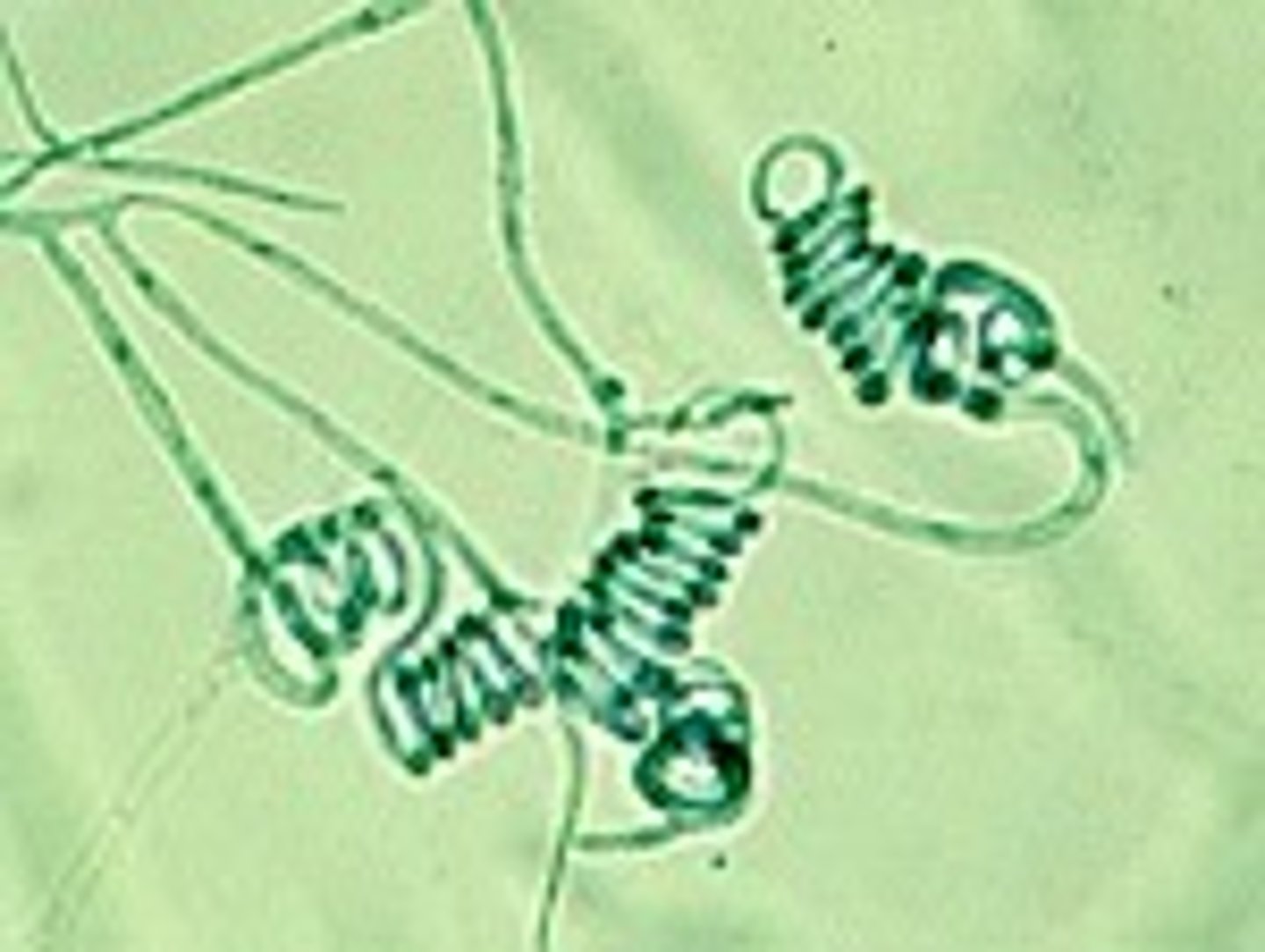 <p>Coiled</p>