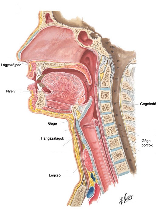 <p>The pharynx serves as a common pathway for both air and food.</p><p class="is-empty is-editor-empty has-focus">· </p>