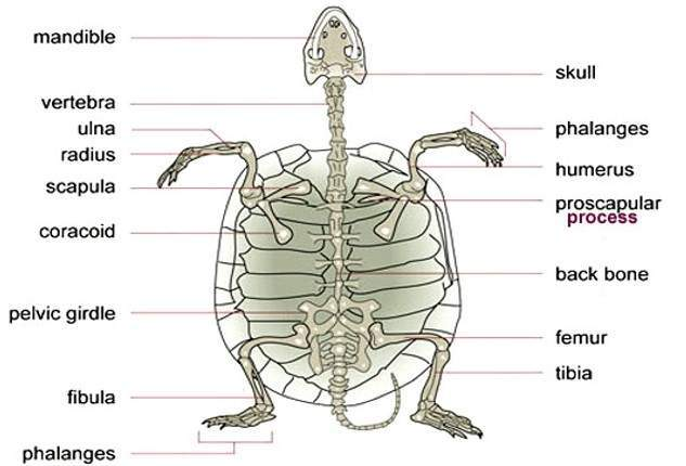 <p>Chelonia endoskeleton </p>