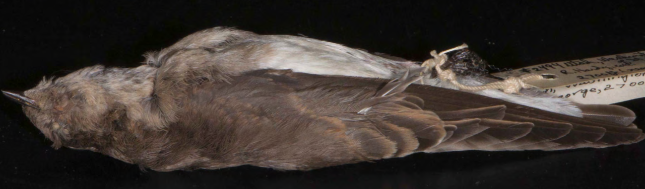 <p>Northern Rough-winged Swalloq</p>
