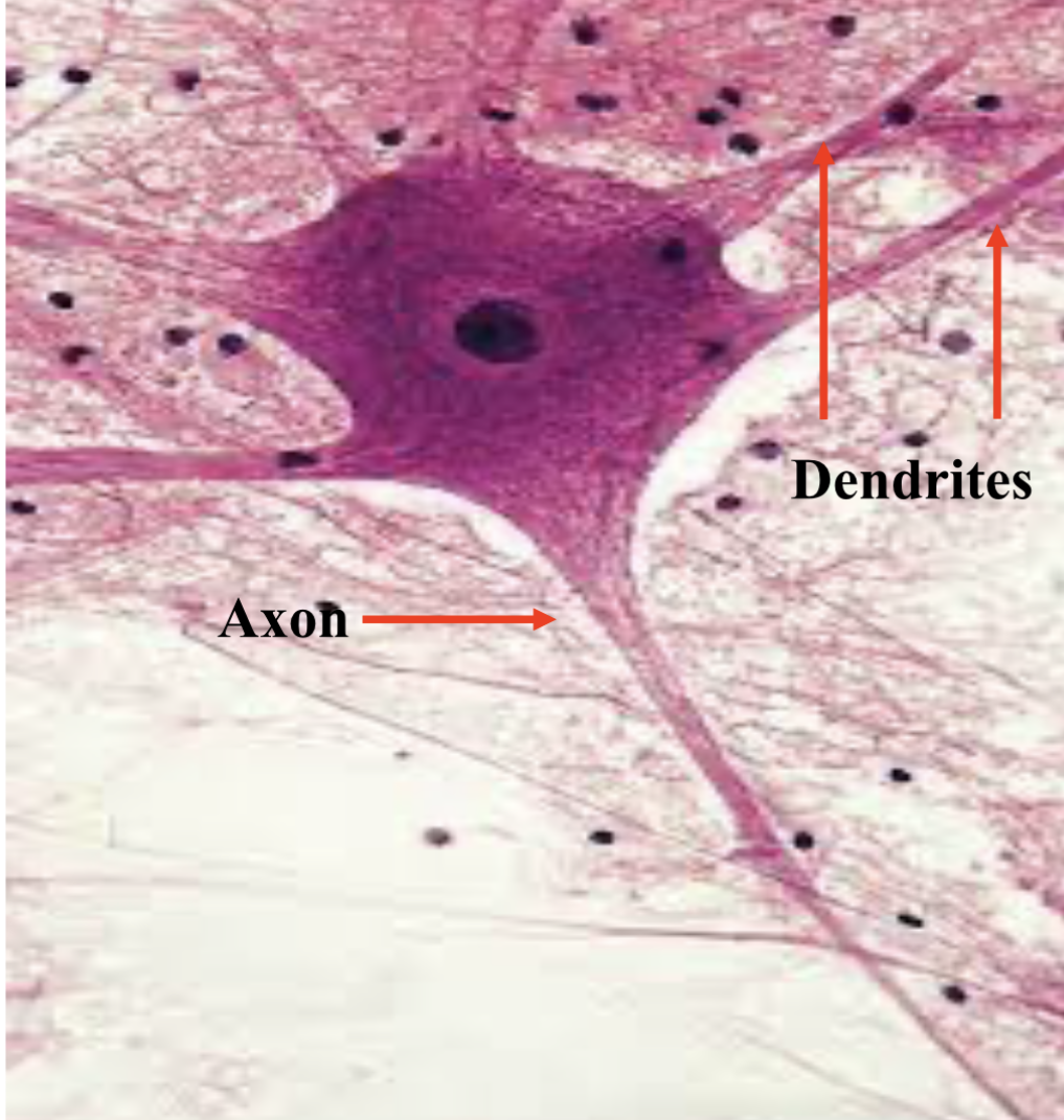 <p>Short tapering processes that branch off the cell body, they are not insulated by myelin and transmit graded potentials along their plasma membrane toward the cell body, the greater number of dendrites, the more input a neuron may receive </p>