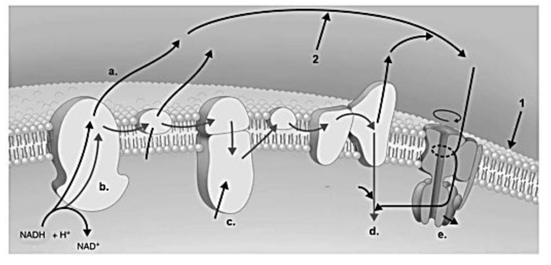 <p>In the figure, the structure labeled 1 is </p>