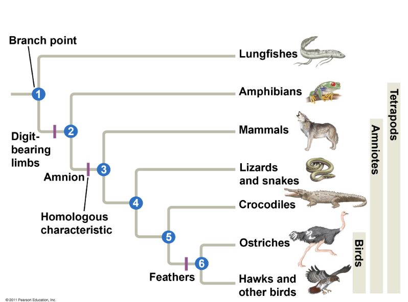 <p>hypotheses about the relationship among different groups </p>