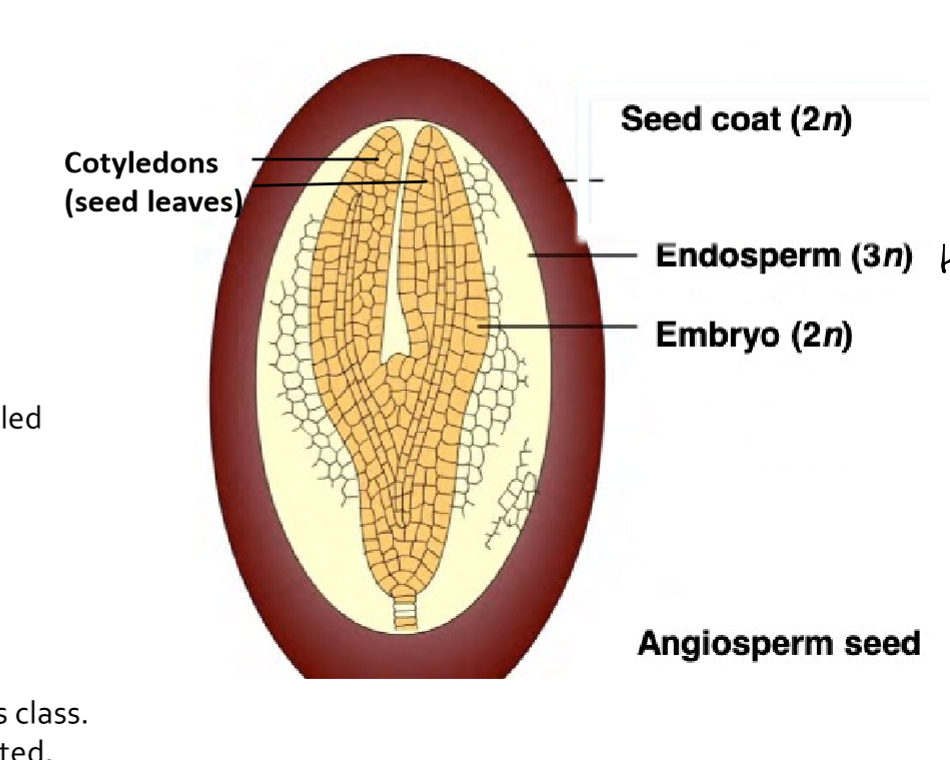 <ol><li><p>Embryo (2N)</p></li><li><p>Endosperm (3N): Provides nutrients for the seed to germinate</p></li><li><p>Cotyledon</p></li><li><p>Seed coat</p></li></ol><p></p>