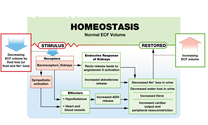 <p>Blood volume and blood pressure decreases</p><p>The renin-angiotensin-aldosterone system is activated</p><p>Sympathetic stimulation increases</p>
