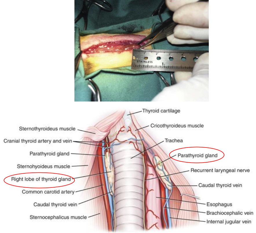 <p>Small pale nodules in/on/near thyroid glands</p><p>Produce parathyroid hormone (Parathormone)</p><p>Help maintain blood Ca homeostasis</p><p>Opposite effect of calcitonin </p>