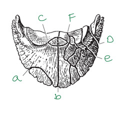 <p>What are the types of P3 fractures?</p>