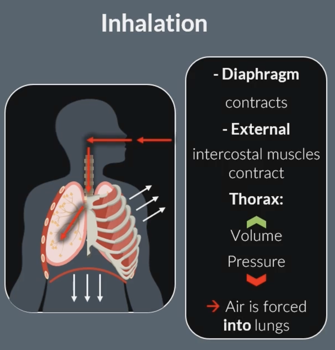 <p><strong><u>during inhalation:</u></strong></p><p>external intercostal muscles contract, this pulls the ribs up and out (internal intercostal muscles relax)</p><p>diaphragm contracts and flattens, increasing space in the thorax</p><p>inside the lungs, the volume increases and the pressure decreases</p><p>air moves into the lungs down the pressure gradient (from higher pressure outside to lower pressure inside)</p><p>-this same process occurs the same way during exercise just more strongly</p><p><strong><u>normal exhalation:</u></strong></p><p>external intercostal muscles relax, pulling the ribs down and in (internal intercostal muscles relax)</p><p>diaphragm relaxes and moves up to a dome shape</p><p>this causes the volume of the lungs to decrease, so the pressure inside the lungs increases</p><p>air leaves the lungs down the pressure gradient</p><p>-normal exhalation is a passive process</p><p>-no muscle contraction involved <br>-air leaves because of lung recoil and relaxation of muscles</p><p></p><p></p><p></p>