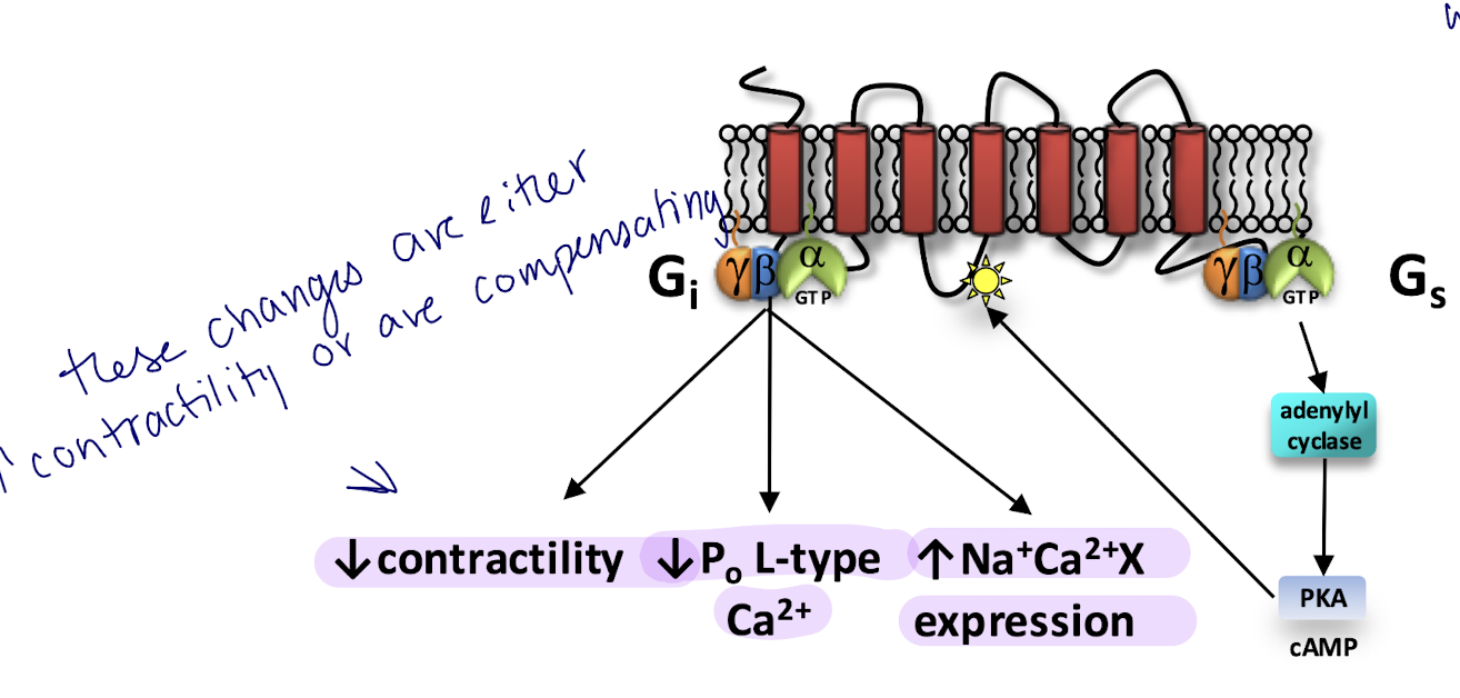 <p>the B2s undergo this switching wheret he Gs is switched to Gi and now there is an active inhibition ny targeting myofilaments to reduce their contraction, targeting Ca2+ so it doesnt enter as much</p>