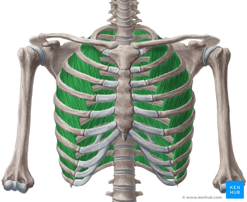 <p><span style="background-color: transparent;">Ribs / ribs | Inhale / Exhale (expands thoracic cavity)</span></p>