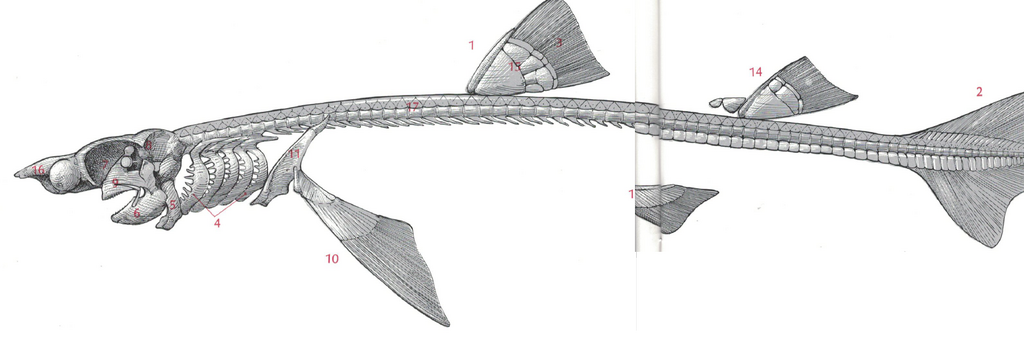 <p>Where is the spine on the anterior dorsal fin?</p>