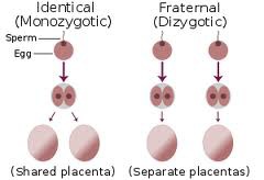 <p>Release and fertilization of two separate oocytes.</p>