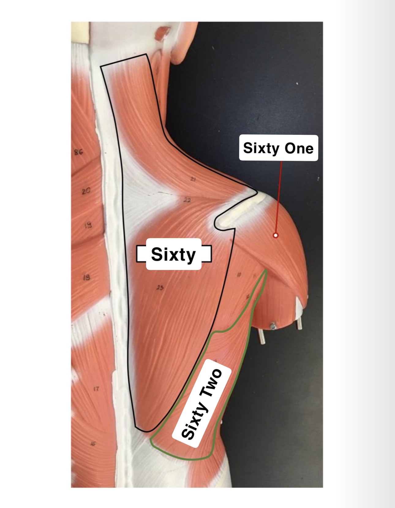 <p>Sixty One?</p>
