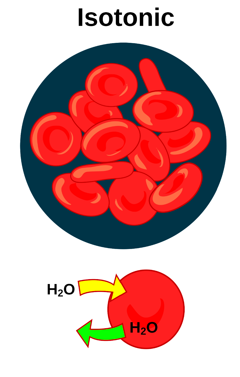 <p>The concentration of solutes on the outside of the cell is the same as inside the cell</p>