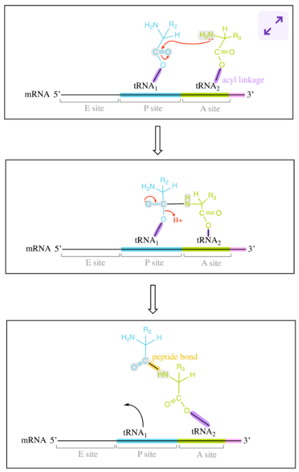 <p>once A and P site are occupied by aminoacyl-tRNA molecules, peptide bond formation takes place at P site of L subunit</p><p>amino group of aa at A attacks carbonyl carbon of aa at P. </p><ul><li><p>formation of <strong>tetrahedral intermediate</strong>, polypeptide-chain and aa are linked as well as to tRNAs</p></li><li><p>undergoes bond rearrangement, leading to peptide bond formation and deacylated tRNA molecule</p></li></ul><p>upon peptide bond formation, acceptor arms shift positions</p><ul><li><p>acceptor arm of tRNA with growing pp chain → P site</p></li><li><p>deacylated tRNA accept arm → E site</p></li></ul><p></p>
