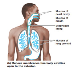 <p>secrete mucins that hydrate to form mucous (viscous)</p>