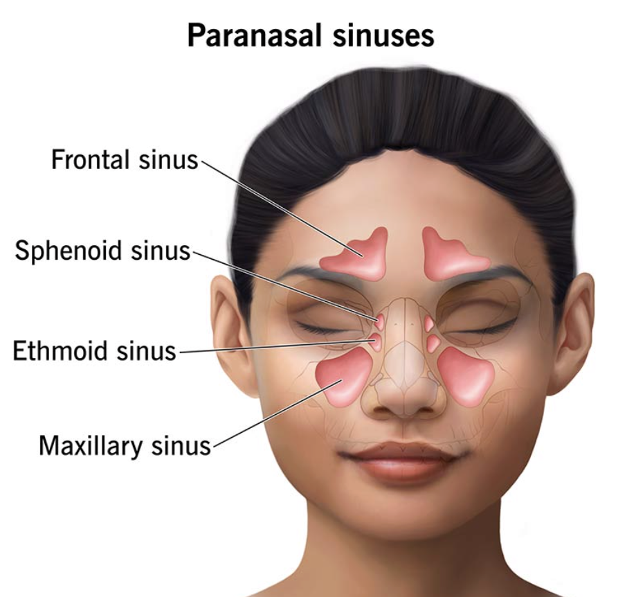 <p>Ethmoid sinus </p>