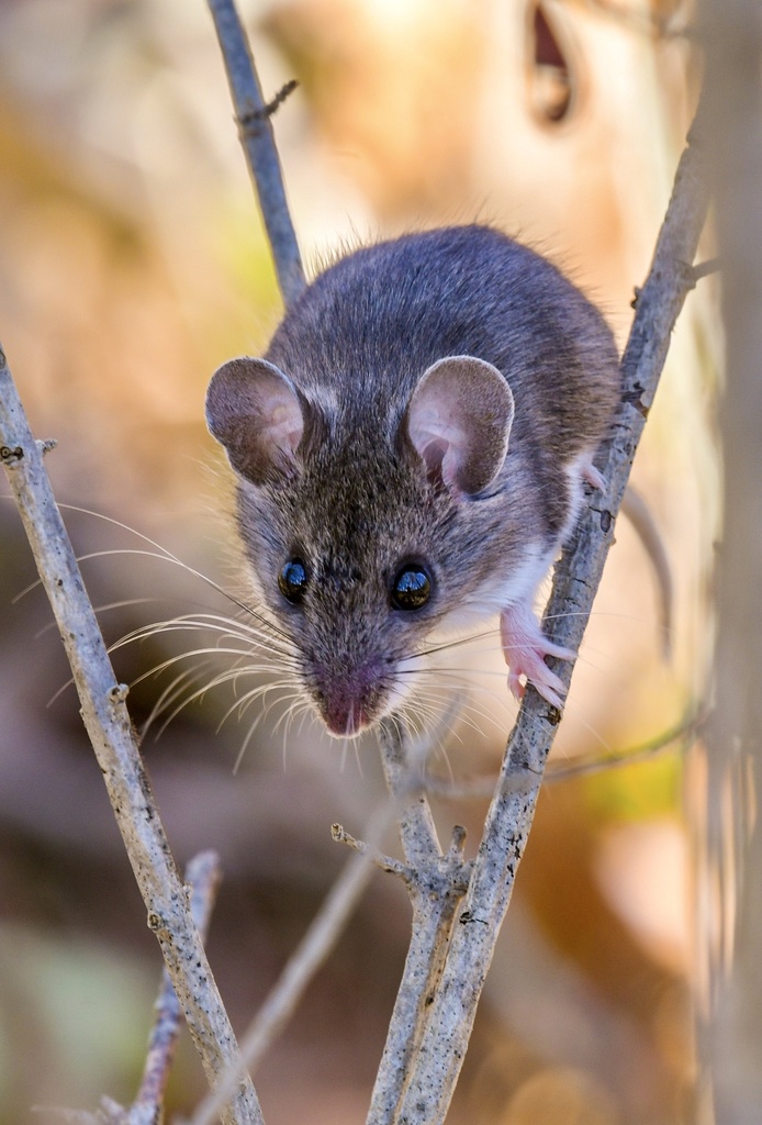 <p>White-footed mouse</p>