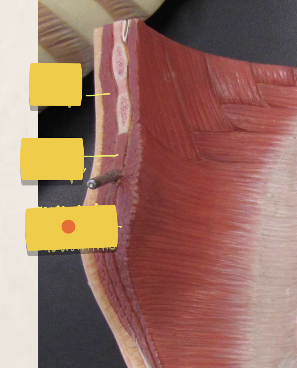 term image