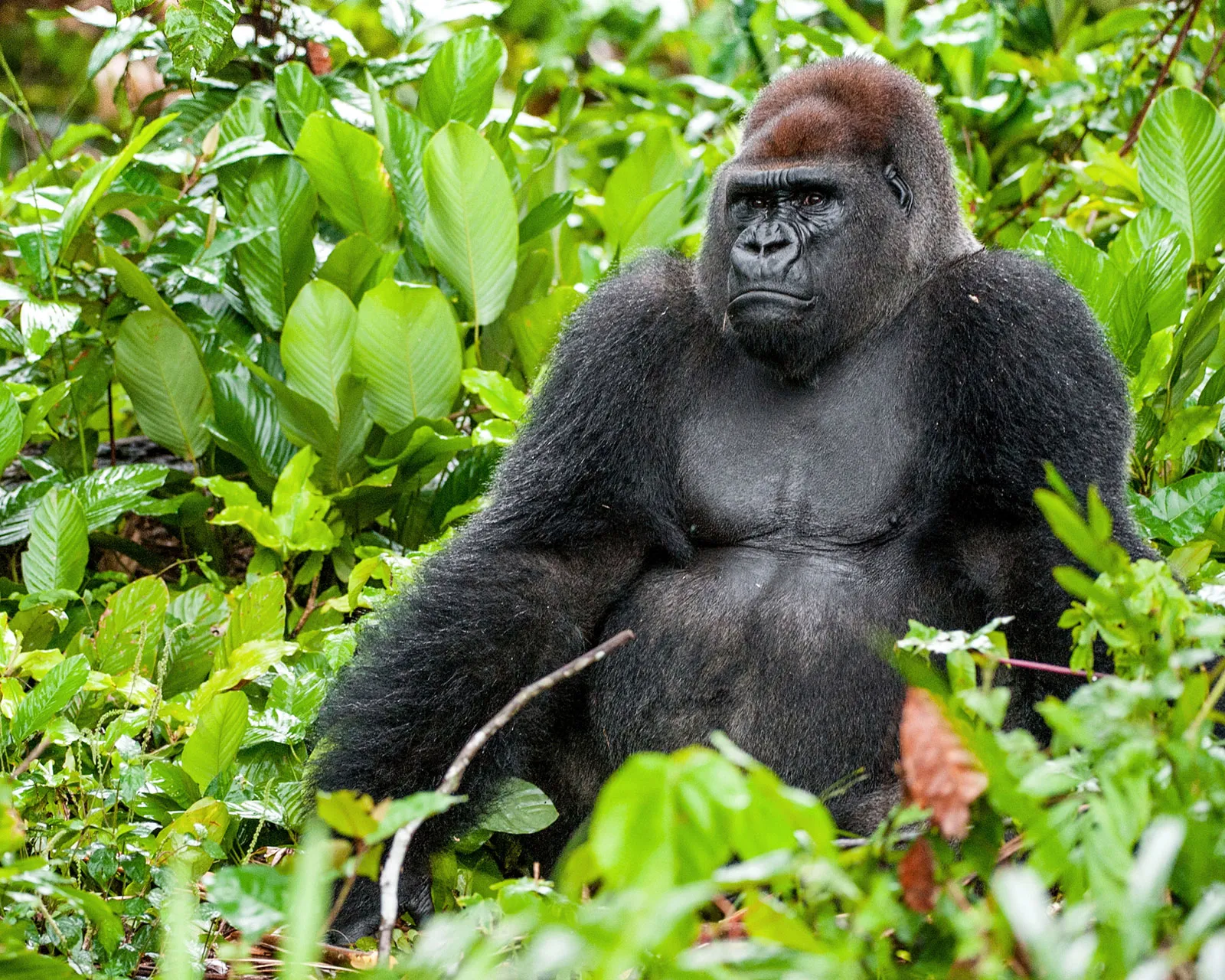 <p>Western Lowland Gorilla</p>