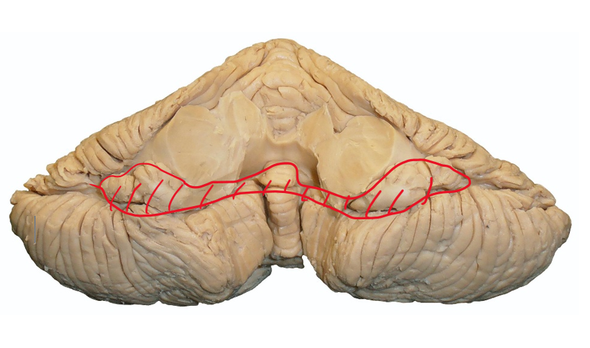 <p>Identify the highlighted section. What does it receive input from and where does it output?</p>