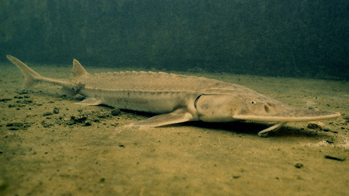 <p>Sturgeons</p><p>(Acus: “Needle”</p><p>Pensum: “Weight”)</p><p>Includes: Shovelnose sturgeon</p><p>*Found in temperate</p>