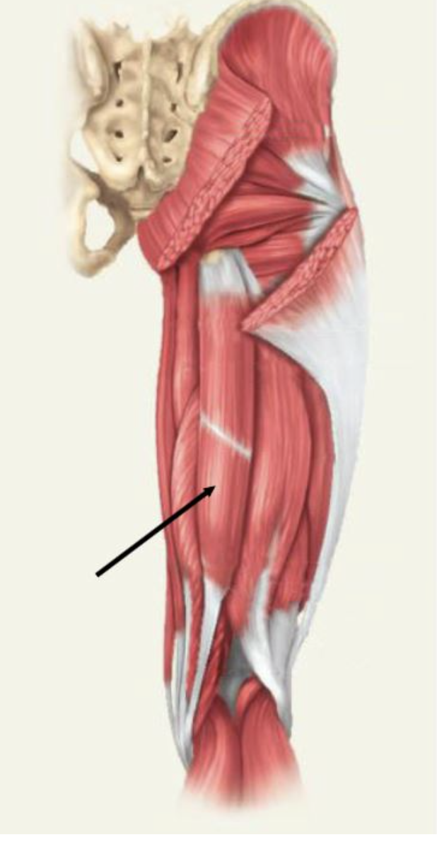<p>flexes knee, medially rotates tibia on femur when flexed, medially rotates femur when hip is extended</p>