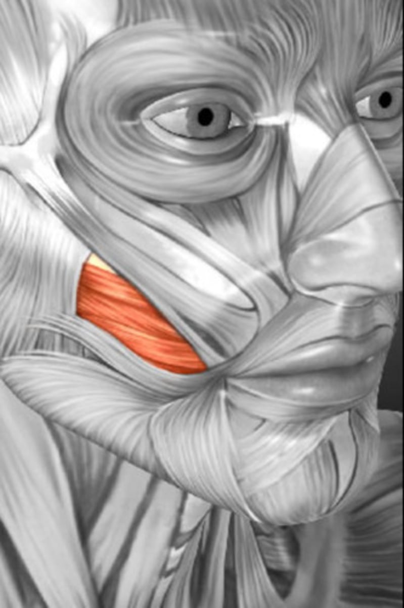 <p>Action - muscles that compresses cheeks inward; whistling or kissing.</p>