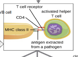 <ol><li><p><strong>Macrophage </strong>presents an <strong>antigen </strong>on <strong>MHC-II</strong></p></li><li><p>Helper T-cell <strong>receptor recognizes </strong>the <strong>antigen </strong>and <strong>CD4 binds </strong>to <strong>MHC-II</strong></p></li><li><p><strong>Cytokines </strong>activate the <strong>helper T-cell</strong></p></li></ol><p></p>