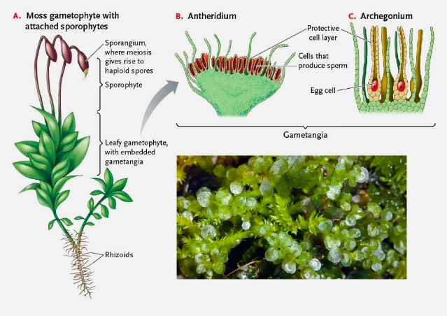 <p>Archaeplastida: Viridiplantae: Plantae<strong>: Bryophyta (3: moss: life cycle ) </strong></p>