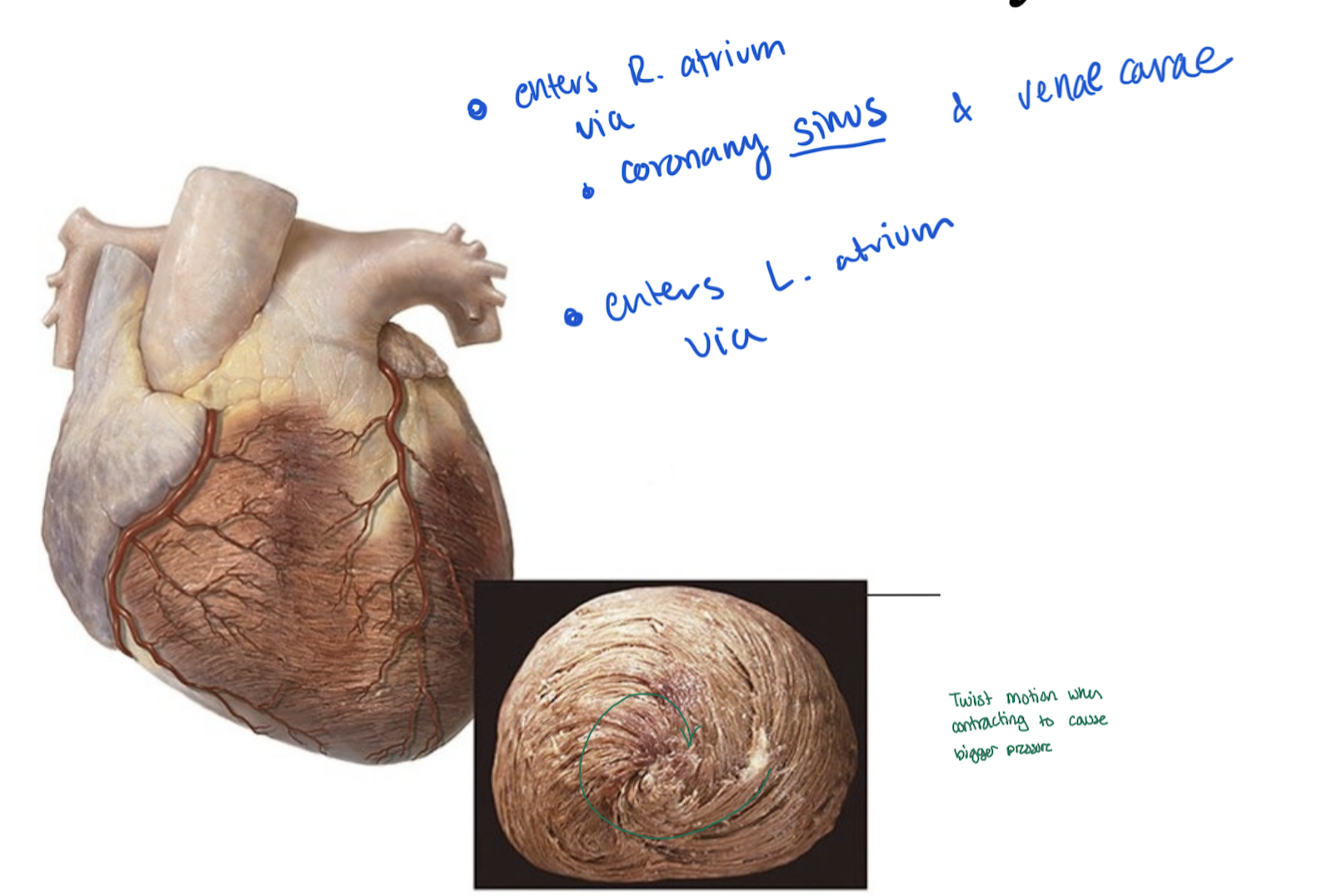 <p><strong>Twist motion</strong></p><ul><li><p>occurs when contracting in order to cause bigger pressure</p></li></ul><p></p>