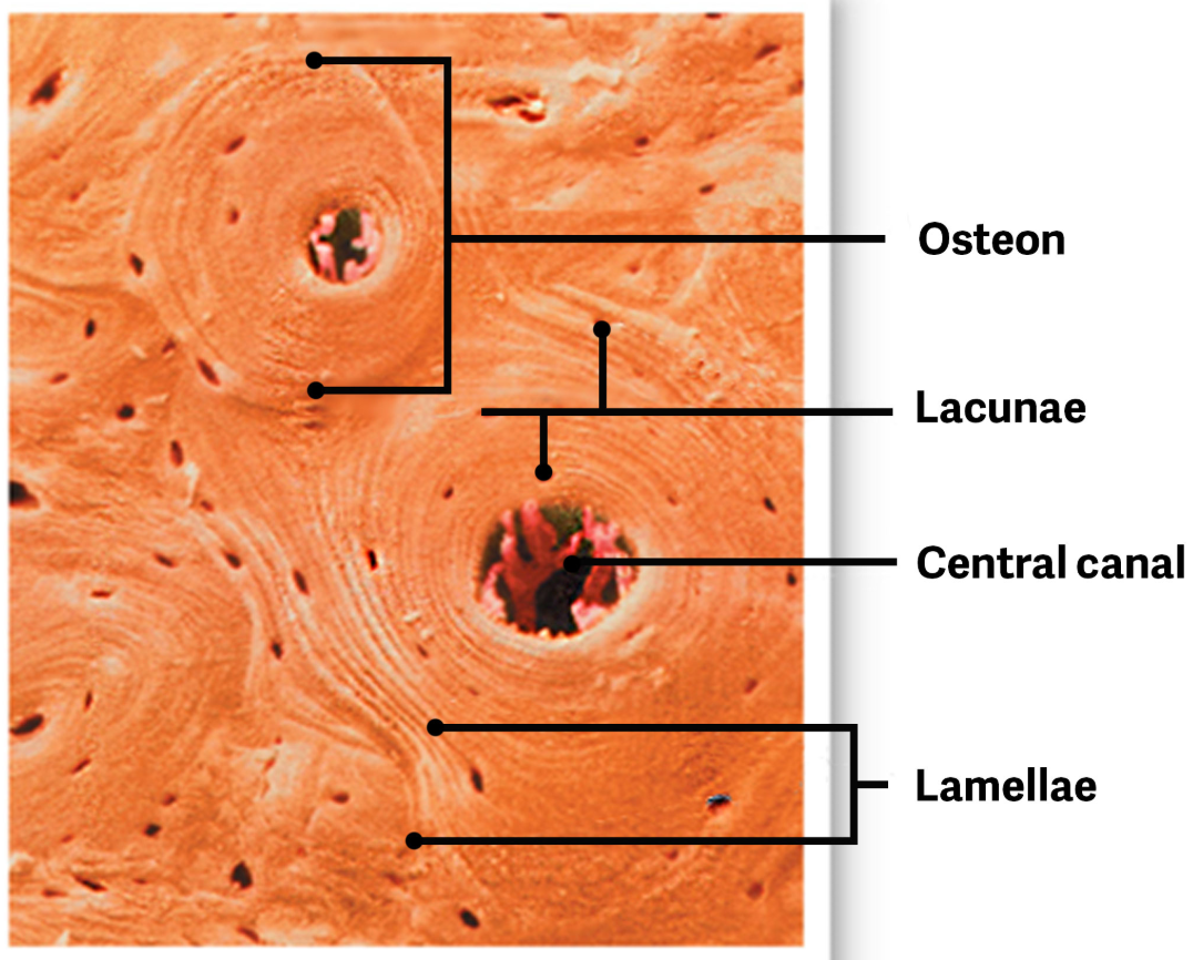 <p>Where osteocytes can be found in tiny open chambers called <span style="color: rgb(81, 164, 207);">lacunae</span>. </p>