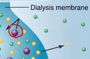 <p>In the dialysis membrane example, why can't the protein exit the artificial cell even though its concentration is higher inside?</p>