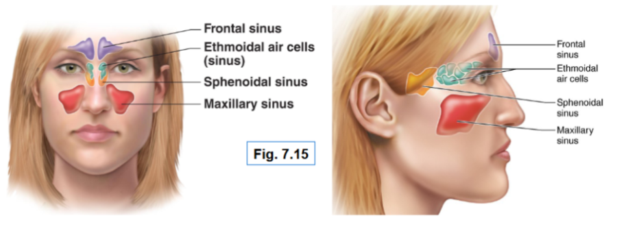 <p><span style="background-color: transparent;">They are located in the bones surrounding the nasal cavity</span></p><ul><li><p><span style="background-color: transparent;">Frontal</span></p></li><li><p><span style="background-color: transparent;">Sphenoid</span></p></li><li><p><span style="background-color: transparent;">Ethmoid</span></p></li><li><p><span style="background-color: transparent;">Maxillary</span></p></li></ul><p><span style="background-color: transparent;">Their function is to lighten the skull, produce mucus and help warm and moisten air</span></p><p><span style="background-color: transparent;"><u>Sinus headache </u>occurs from sinus drainage pathways being blocked, which causes air in the sinuses to be absorbed and create a partial vacuum, causing pressure &amp; pain.</span></p><p><br></p>
