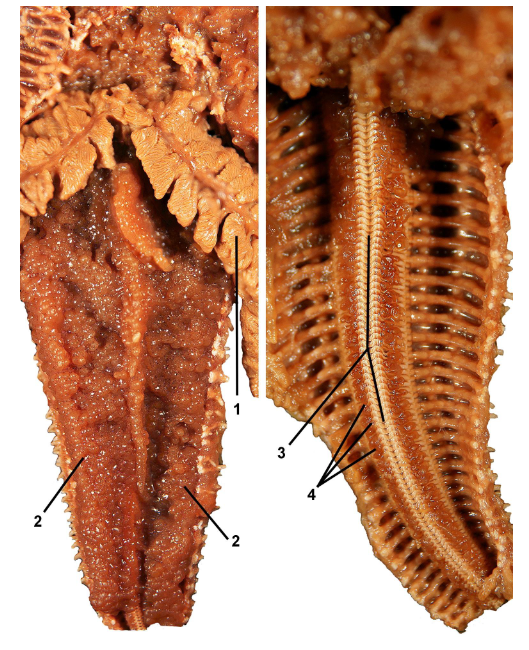 <p>class</p><p>label</p>