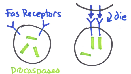 <p>signals<em> (Fas receptors, Cyt c)</em> bring Procaspases (monomers) together → form an ACTIVE Caspases (dimer)</p><p></p><p>Caspases = protease, thus cuts things </p><ul><li><p>an active dimer</p></li></ul><p></p>
