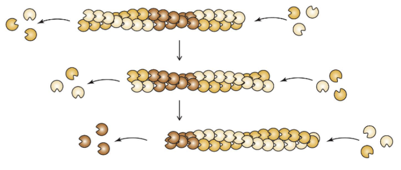 <p>Polymerization of actin monomers </p>