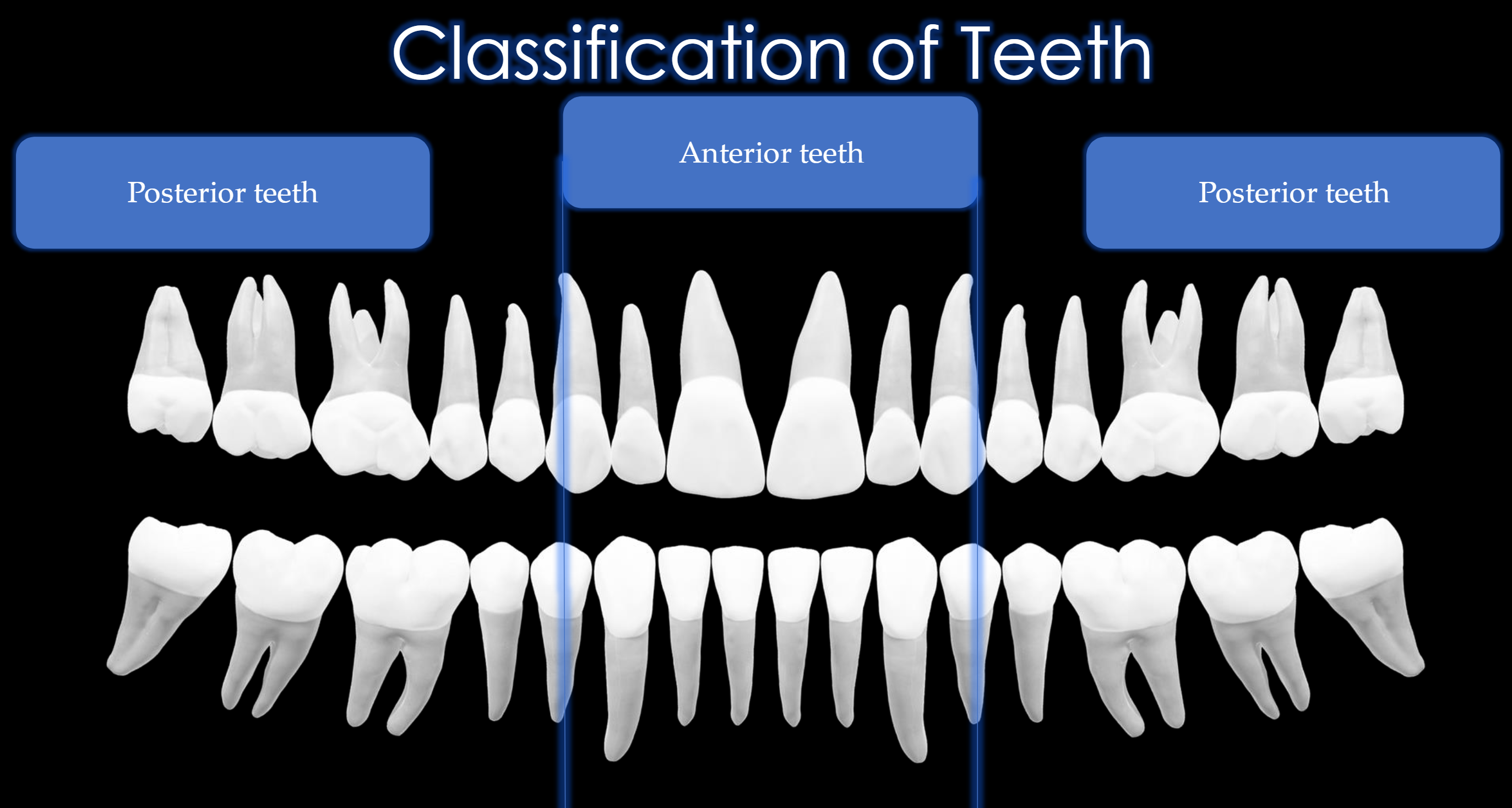 <p>Teeth 6 to 11 &amp; Teeth 22 to 27</p>