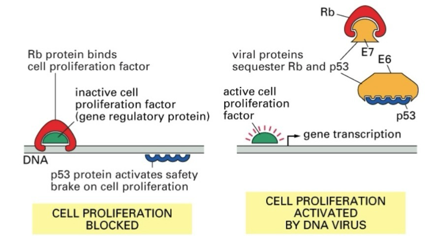 <p>Viruses infect cells and force production of viral proteins</p><p><strong>HPV E7</strong> and <strong>E6</strong> proteins bind to and sequester <strong>pRB</strong> and <strong>p53</strong>, respectively</p>